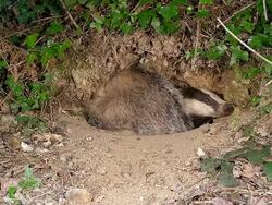 MS Shot of European Badger, meles meles standing at den entrance / Normandy, France Stock Footage