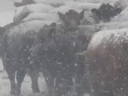 Cattle in snow storm Stock Footage