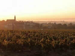 view of tractor driving through vineyard Stock Footage