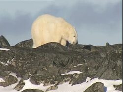 Polar bears (Ursus maritimus) walking across rocks, Manitoba, Canada Stock Footage