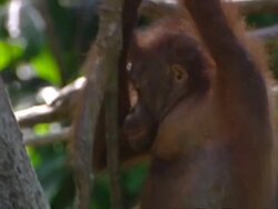 Orangutan (Pongo), Borneo Stock Footage