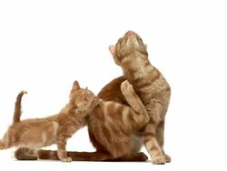 MS SLO MO Red tabby domestic cat scrching her self and licking her kitten neck / Vieux, Normandy, France    Stock Footage