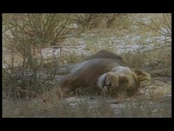 African Lion (Panthera leo) - Lioness sleeping in shade of trees Stock Footage
