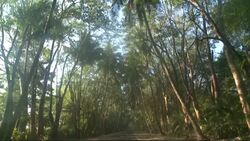 Two lion cubs, born in animal reserve and rejected by mother, survive critical first eight weeks News Clip