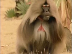 MCU Large male gelada baboon grimacing, defensive, Ethiopia, Africa Stock Footage