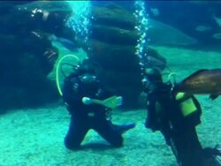 German tourists get engaged underwater surrounded Stock Footage