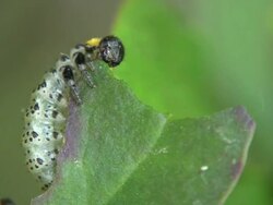 Caterpillar Stock Footage
