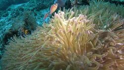 Pink Skunk Clownfish and their closed host anemone, Indonesia Stock Footage