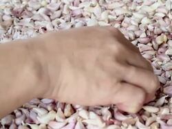 Garlic Stock Footage