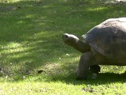 Giant Turtle Stock Footage