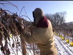 While many wineries wouldn't think of leaving grapes on the vine until they are frozen, that's what Wollersheim Winery in Wisconsin waits for every December to make a rare but expensive kind of dessert wine called ice wine. News Clip
