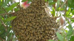 Bees form a cluster in a tree. Stock Footage
