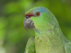 Medium Close Up pan-right - A green colored parrot observes its surroundings in a Brazilian jungle / South America, Brazil Stock Footage