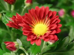 Red daisy blooming - American Chrysanthemum Stock Footage