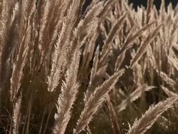 MS TU Shot of Pampas grass, Cortaderia selloana with sunlight / San Pedro de Atacama, Norte Grande, Chile Stock Footage