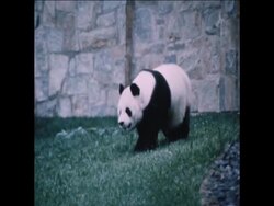SYND 24 5 80 GIANT PANDAS IN WASHINGTON ZOO News Clip