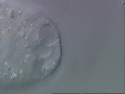 Large ciliate with reflective cytoplasmic granuals Stock Footage