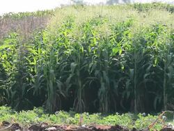 Cornfields Stock Footage