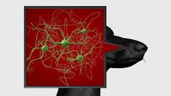 Paralysed dogs walk after nose cell transplant Instructional Video