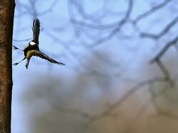Great Tit, parus major, Male taking off from Tree Trunk, Flying with Food in its Beak, Slow motion Stock Footage
