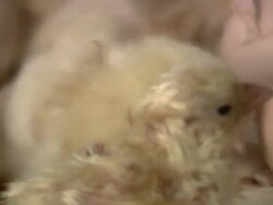 Baby Chicken Stock Footage