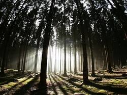  WS View of fir forest   /  Kastel-Staadt, Rhineland-Palatinate, Germany Stock Footage