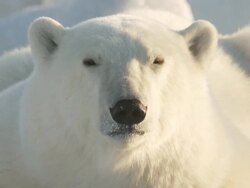  CU SLO MO Snow blowing across face of polar bear / Churchill, Manitoba, Canada Stock Footage