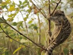 Marmoset up on the camera Stock Footage