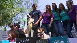Owners and their pets join Rio "Dog Olympics" News Clip