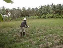 WS Woman putting soil/fertilizer on rice paddy Stock Footage