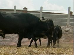A prize bull has been cloned in Mexio News Clip