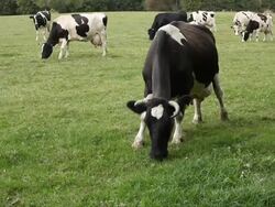 Cattle #2 Stock Footage