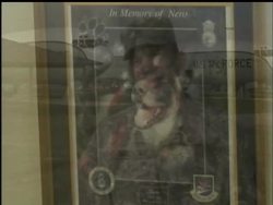 About 2,000 working dogs confront danger beside American soldiers, largely in the Middle East, dozens joining the ranks of war wounded. News Clip