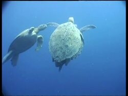 MS pair of Green Turtle mating, swimming to surface, third Turtle approaches couple, low angle, Sipadan, Borneo, Malaysia Stock Footage