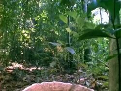Fungu in rainforest, camera tilts down to brown fungus, close up. Stock Footage