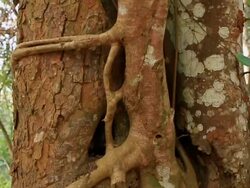 MS TU SLO MO Shot of tree trunk / Kuang Si, Luang Prabang, Laos Stock Footage