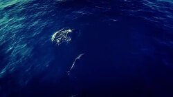 Dolphins Stock Footage