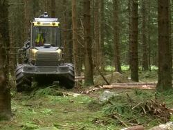  MS Harvester at work in forest / Zerf, Rhineland Palatinate, Germany Stock Footage