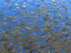 Golden Sweeper (Parapriacanthus ransonneti) shoal, Baa Atoll, The Maldives Stock Footage