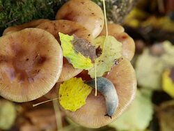 MS Shot of yellow mushrooms close up with top view of the caps / Moscow, Russia Stock Footage