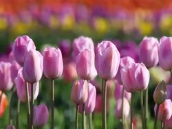 field of tulips in Spring Stock Footage