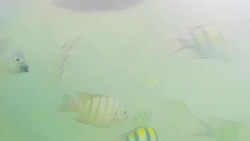 Fish swimming Stock Footage