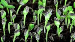 Sunflower seed plant germinating growing in soil Stock Footage