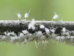 CU Colonly of Woolly Aphids are swaying back and forth on  branch / Kitchener, Ontario, Canada    Stock Footage