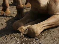 Camel's face and legs Stock Footage