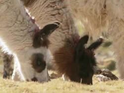 CU Shot of Llama, Lama Glama grazing on Altiplano Puna grassland in Andes mountains / San Pedro de Atacama, Norte Grande, Chile Stock Footage
