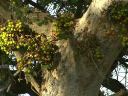 MS PAN Shot of fruit cluster of a sycamore fig tree / Okavango Delta, North-West District, Botswana Stock Footage