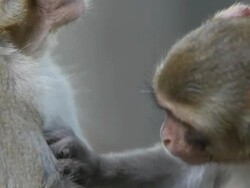 Rhesus Monkeys Stock Footage