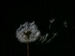 High Speed MCU seed dispersal from Dandelion clock, black background Stock Footage