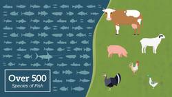TED: The case for fish farming | Mike Velings Instructional Video